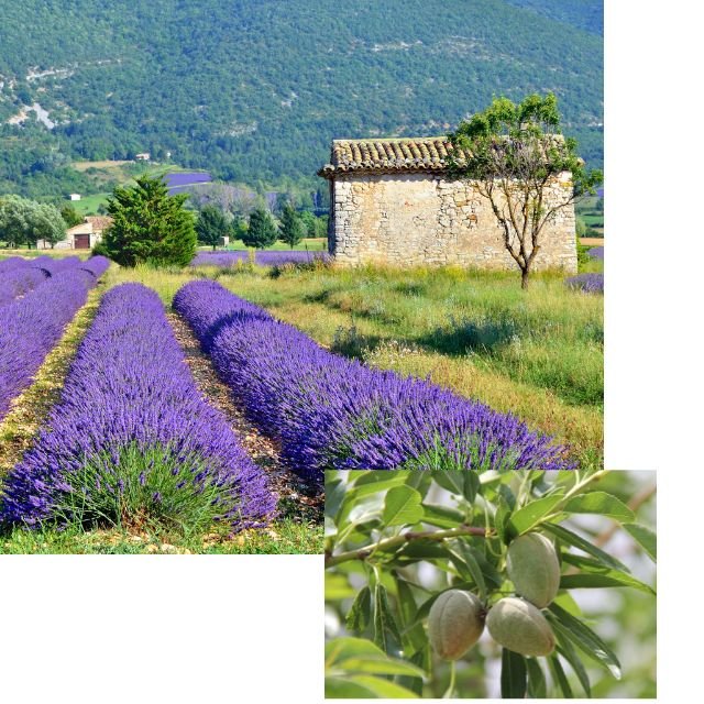 champs de lavande et amandiers